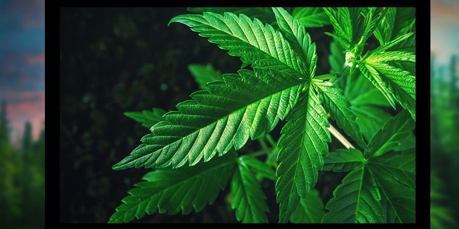 Kulturwebbplatser Culture Websites For Stoners
