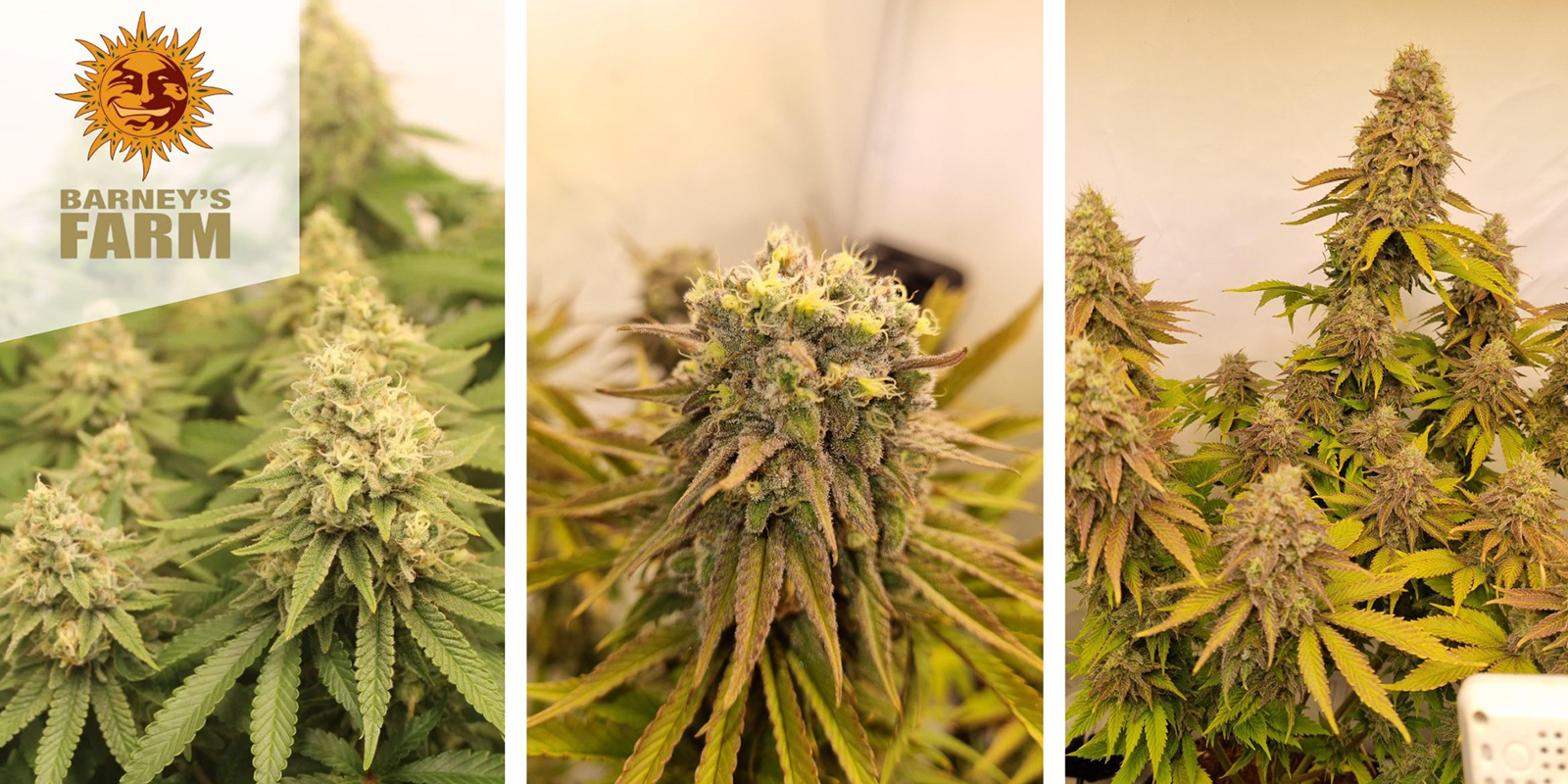 Biscotti (Barney’s Farm) feminiserade Biscotti (Barney’s Farm) feminized
