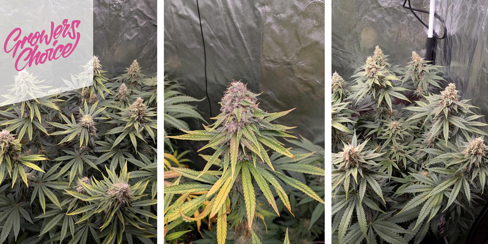 Gelato 41 (Growers Choice) feminized Gelato 41 (Growers Choice) feminized