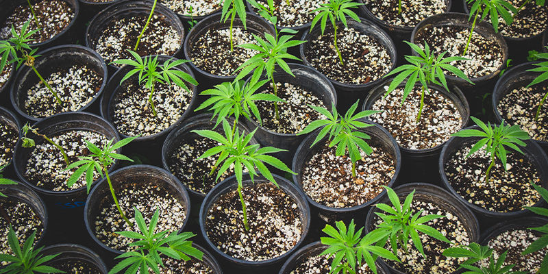 Kloning Cloning Regular And Feminized Cannabis Seeds