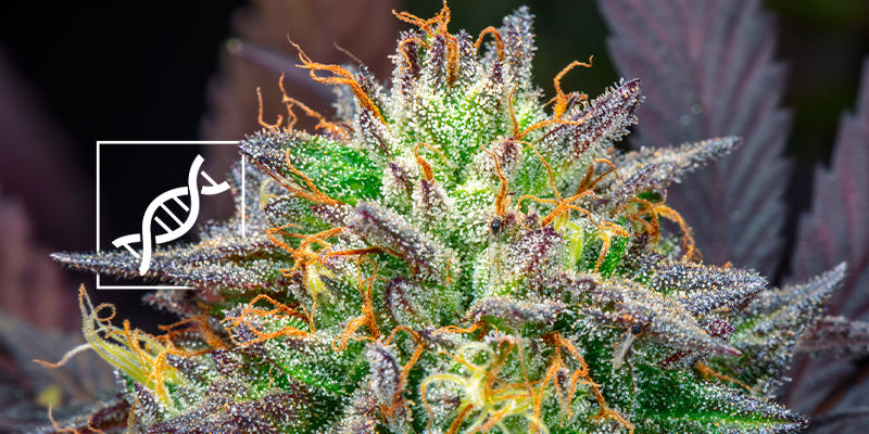 Genetisk stabilitet Reguljära och feminiserade cannabisfrön: genetisk stabilitet