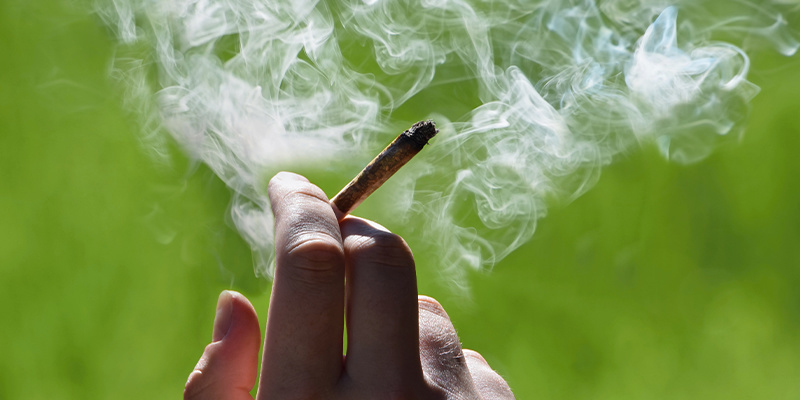 Kan man röka hanplantor av cannabis? Can you smoke male cannabis plants?