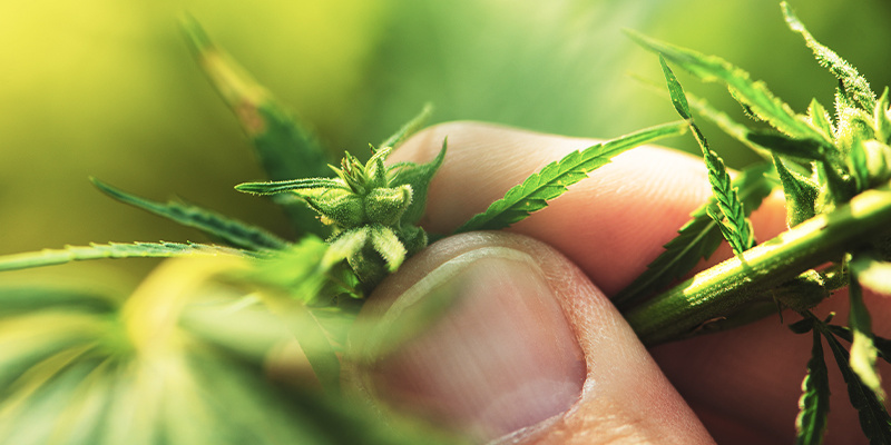 Hur du identifierar en hanplanta av cannabis How to identify a male cannabis plant