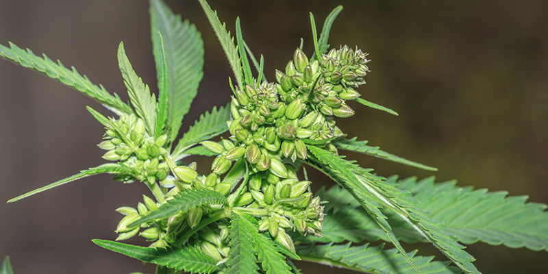 Fördelar med hanplantor av marijuana: vanliga frågor Fördelar med hanplantor av marijuana: vanliga frågor