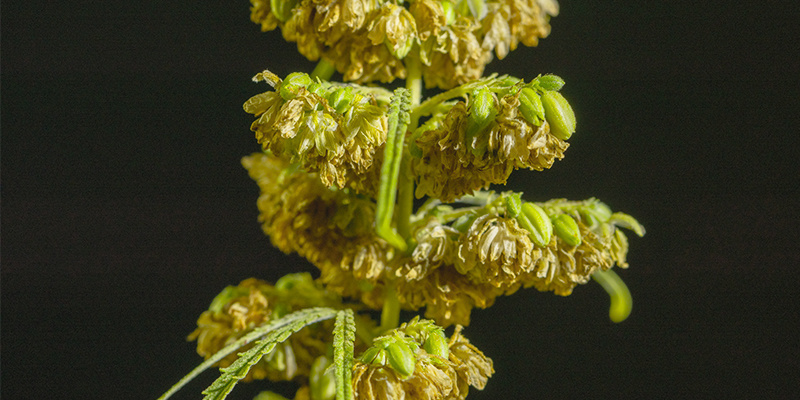 Manliga cannabisplantor har fortfarande många användningsområden Male weed plants still have plenty of uses
