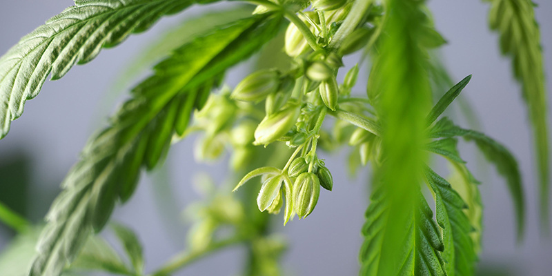 Praktiska användningsområden för hanplantor av cannabis Practical uses for male weed plants