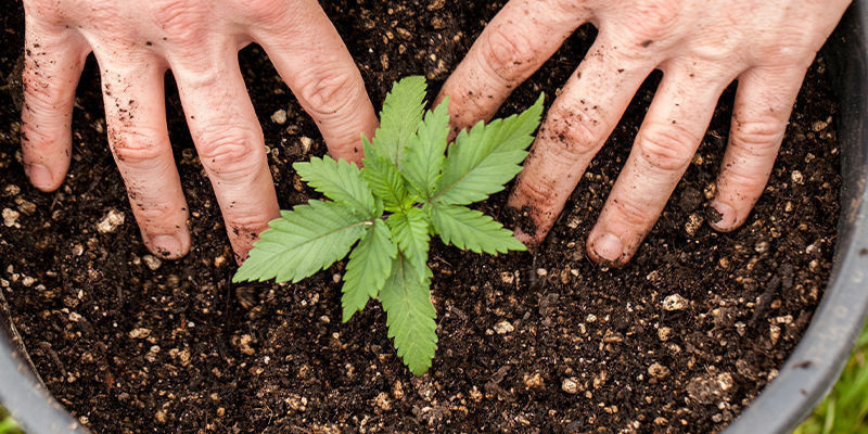 Odla enastående Autoflower-sorter redan i dag! Grow exceptional autoflowering cannabis strains today!