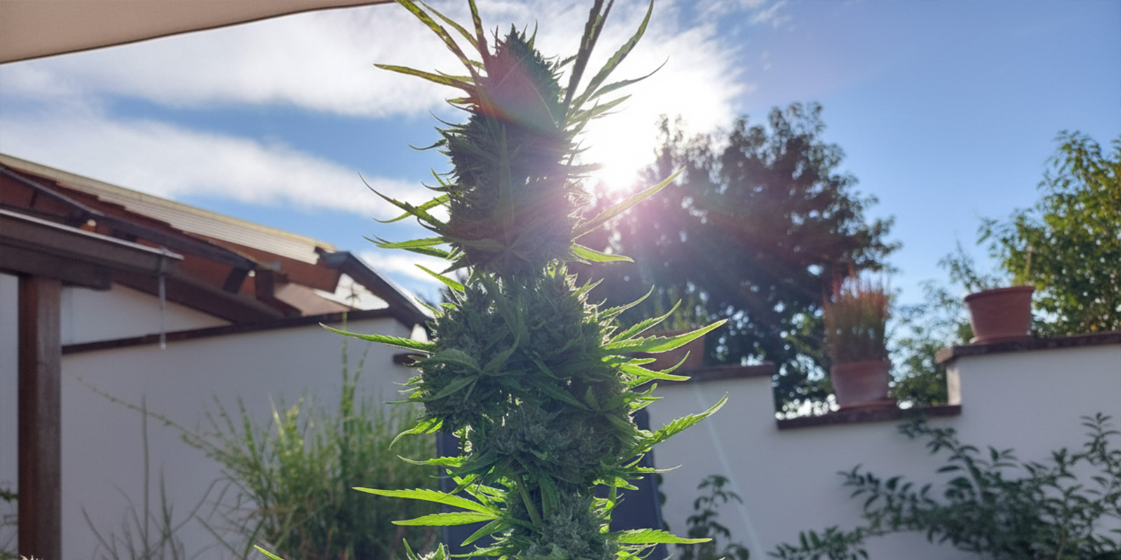 Odla cannabis utomhus i Spanien Odla cannabis utomhus i Spanien