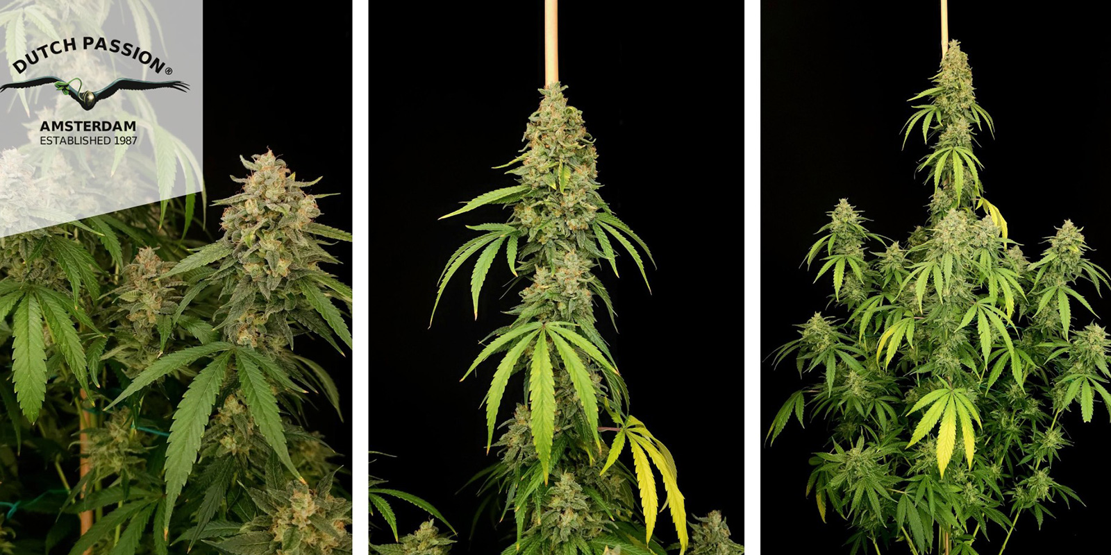 Northern Lights Auto (Dutch Passion) Northern Lights Auto (Dutch Passion)
