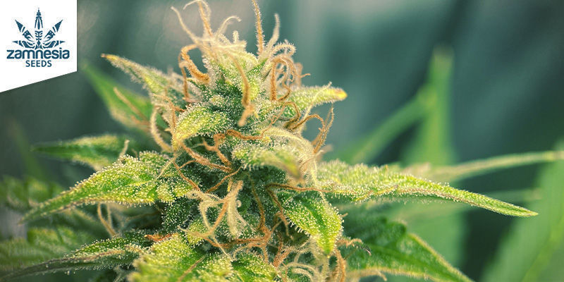 Lemon Wonder Automatic (Zamnesia Seeds) Lemon Wonder Automatic (Zamnesia Seeds)