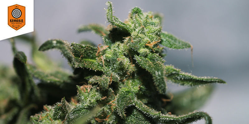 Skunk+ (Kannabia) Skunk+ (Kannabia)