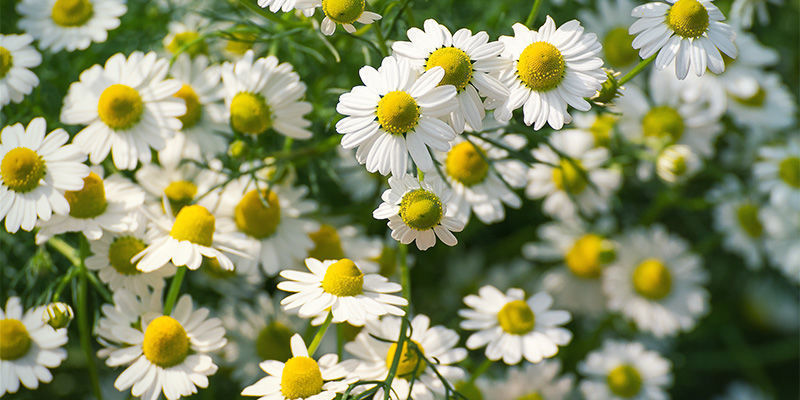 Kamomill (Matricaria recutita)
