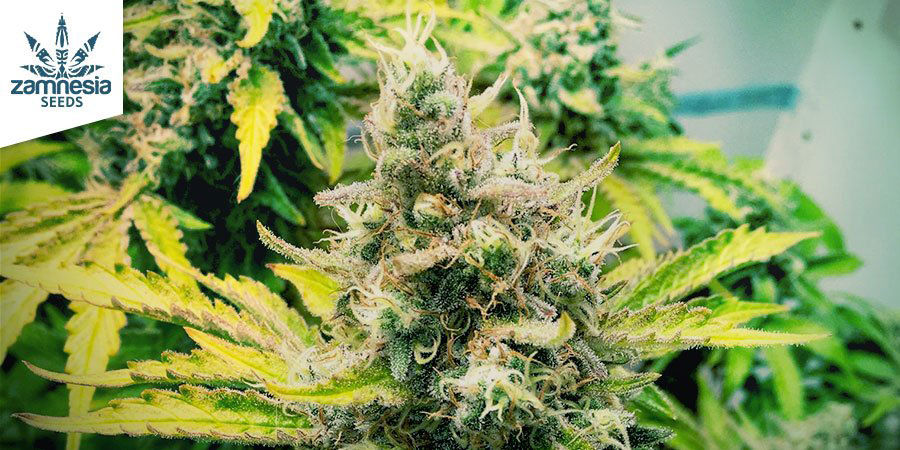 Att v&auml;lja de b&auml;sta cannabissorterna f&ouml;r att g&ouml;ra charas