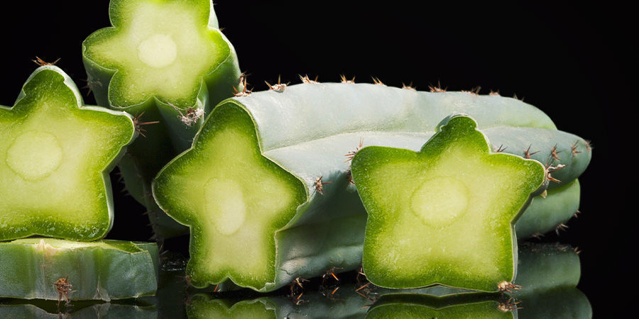 Vilka kaktusar innehåller meskalin? Which Cacti contain mescaline?