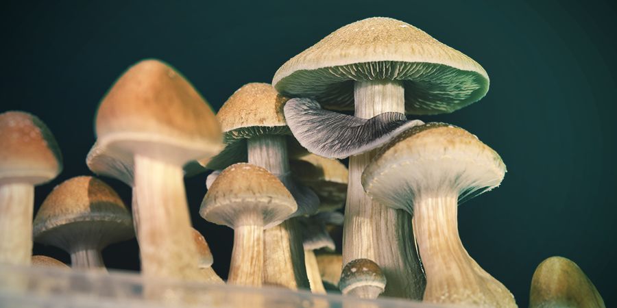 Hur säkert är psilocybin? Hur säkert är psilocybin?