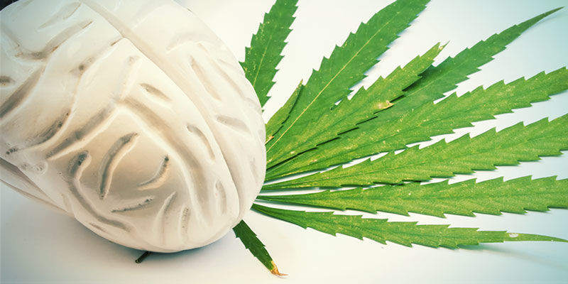 Att förstå cannabisupplevelsen Making Sense Of The Cannabis Experience