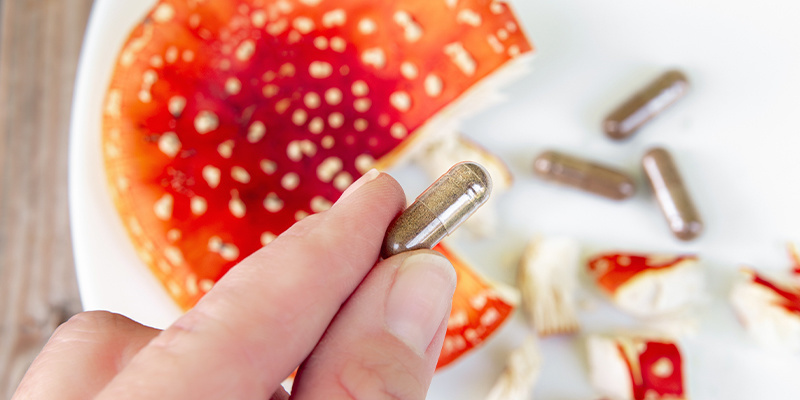 Fly agaric mushroom (Amanita muscaria) Fly agaric mushroom (Amanita muscaria)