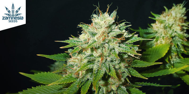 Choco Haze (Zamnesia Seeds) Feminiserade Choco Haze (Zamnesia Seeds) Feminiserade
