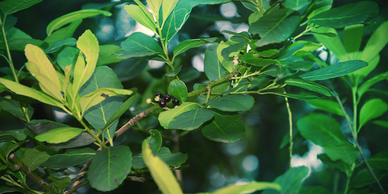 Yerba maté