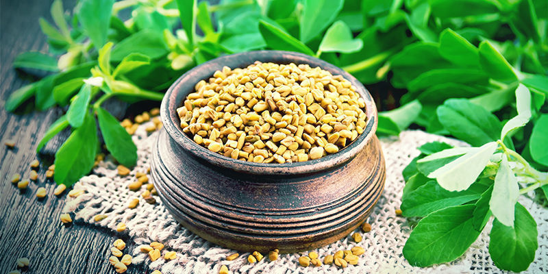 Fenugreek Fenugreek