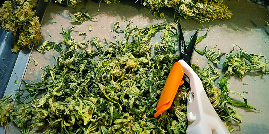 Varför det är viktigt att rengöra och underhålla trimningssaxar för cannabis Varför det är viktigt att rengöra och underhålla trimningssaxar för cannabis