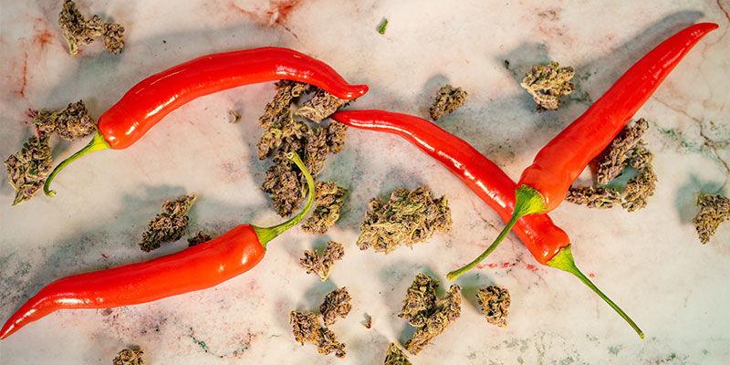 Har cannabisplantor och starka chili något gemensamt? Do Cannabis Plants and Hot Peppers Have Anything in Common?