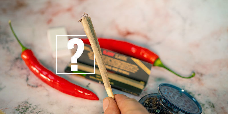 Stark chili och cannabis: den perfekta matchningen? Stark chili och cannabis: den perfekta matchningen?