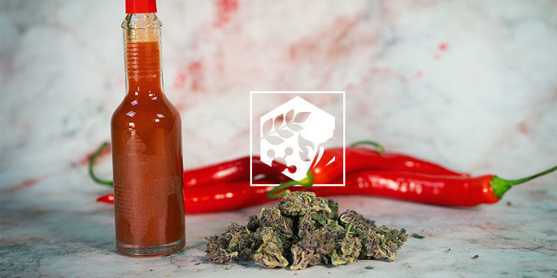 Näring Fördelarna med stark chili i maten: näring