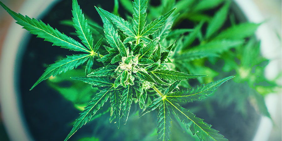 Sativasorter Sativa Strains