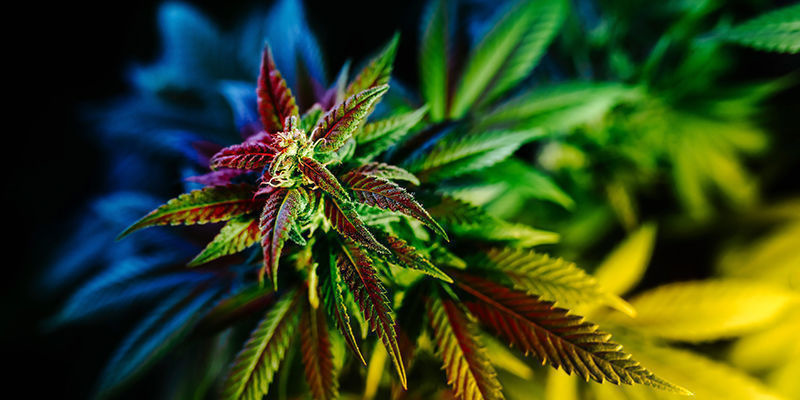 Vanliga frågor om cannabis och hallucinationer Vanliga frågor om cannabis och hallucinationer
