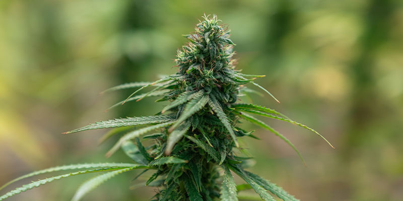 Cannabissorter kända för intensiva effekter Cannabis strains known for intense effects