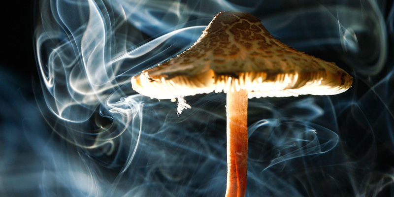 Hur man röker shrooms HOW TO SMOKE SHROOMS