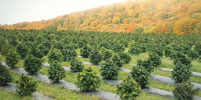 Miljöfaktorer Miljöfaktorer: så kan cannabisblommor ändra färg