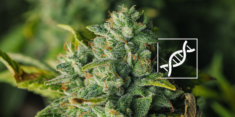 Genetik Genetik: ändra färgen på cannabisblommor