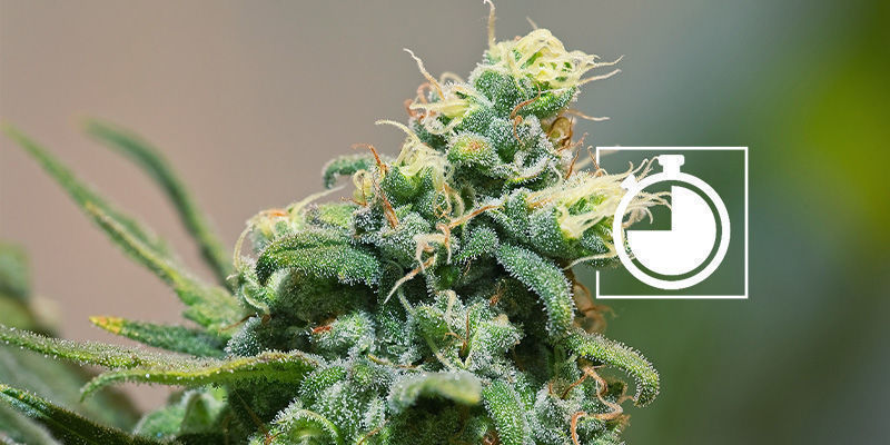 Mognad Mognad hos cannabisblommor