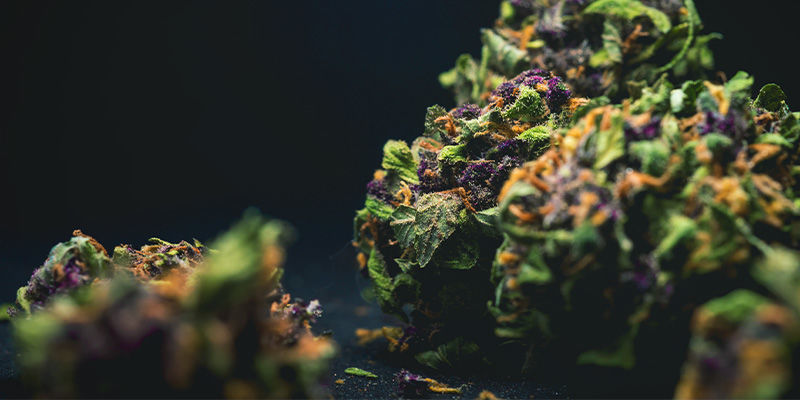 Lila/blå (antocyaniner) Lila/blå (antocyaniner) cannabisblommor