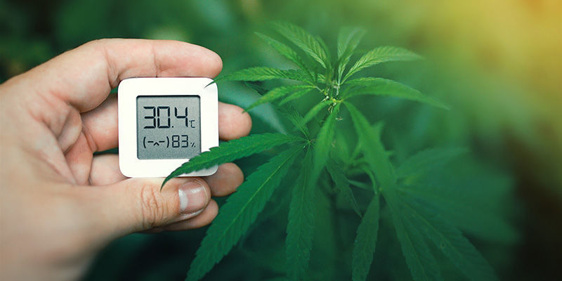 Temperatur Temperature: Change the Colour of Cannabis Buds