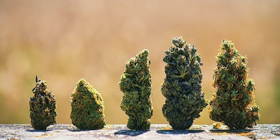Varför har cannabisblommor olika färger? Why Do Cannabis Buds Have Different Colours?