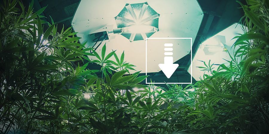 Färre timmar ljus per dag Cannabis: Fewer Hours Of Light Per Day