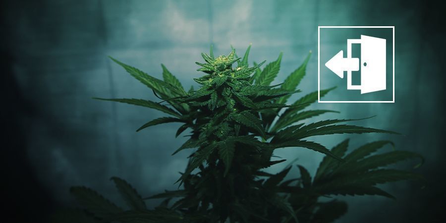 Force-flowering Cannabis Outdoors Force-flowering Cannabis Outdoors