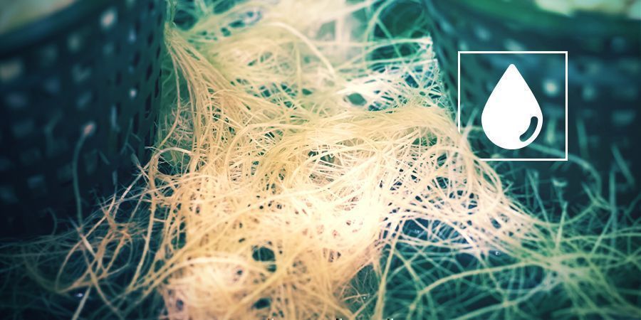 ODLA CANNABIS HYDROPONISKT