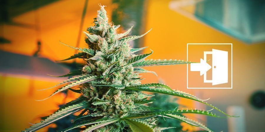Odla cannabis inomhus