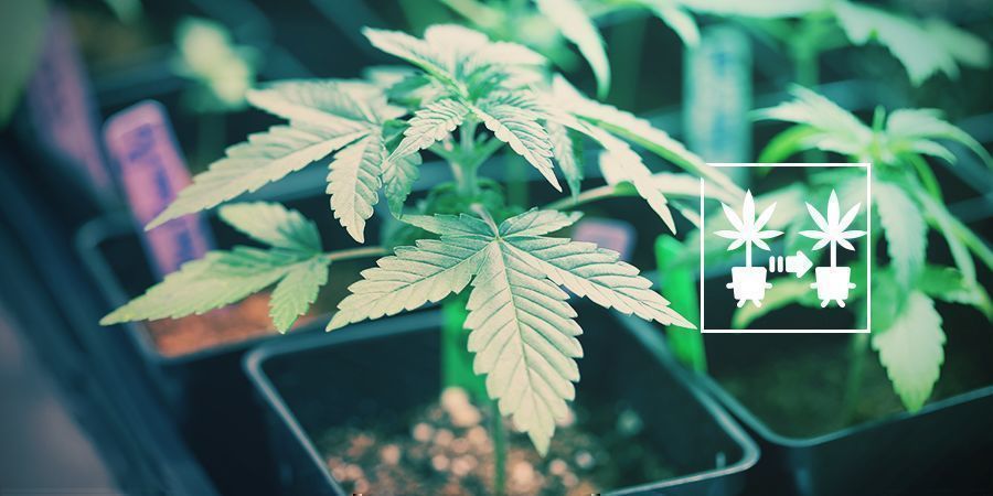 använd cannabis kloner