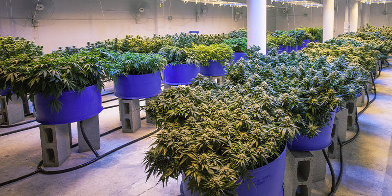 Förhindra att cannabisplantor sträcker sig: Se till att det finns gott om utrymme mellan plantorna