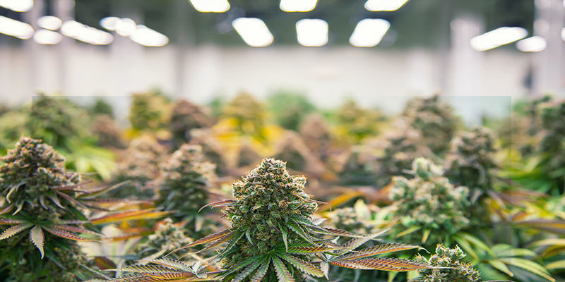 Varför sträcker sig cannabisplantor: miljöfaktorer
