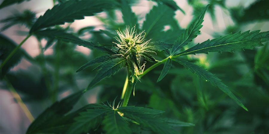 Varför sträcker sig cannabisplantor: blomningsstretch
