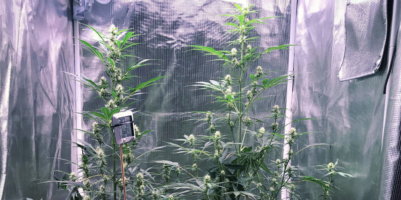 Så förhindrar du att cannabisplantor sträcker sig Så förhindrar du att cannabisplantor sträcker sig