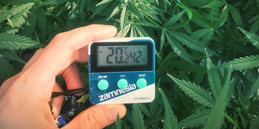Förhindra att cannabisplantor sträcker sig: håll koll på temperaturen
