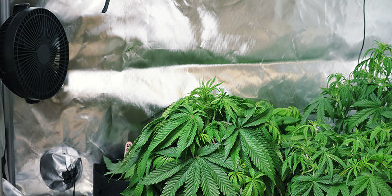 Förhindra att cannabisplantor sträcker sig: främja luftcirkulation