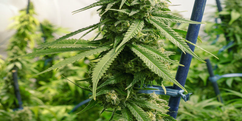 Stödpinnar Fix/Support Stretching Cannabis Plants: Stakes